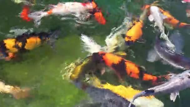 Движущаяся Группа Разноцветных Кои Рыб Чистой Воде Вид Японского Карпа — стоковое видео