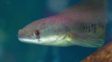 Channa Macula akvaryumda yüzüyor. Mekong Deltası 'nda yaşayan hepçil bir balık seller sırasında çiftçileri beslemek için kullanılır.