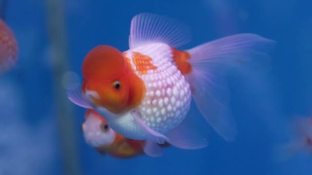 Ziergoldfisch Oder Carassius Auratus Familie Cyprinida Ranchu Oder Löwenkopf Goldfisch — Stockvideo