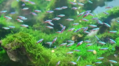 Hyphessobrycon fish group swimming in the aquarium. This is a species of ornamental fish used to decorate in the house