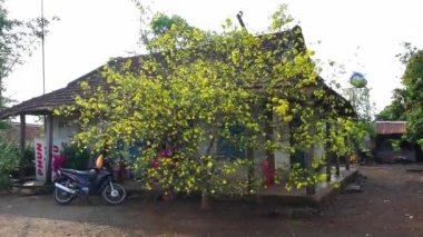 Dong Nai, Vietnam - 14 Şubat 2021: Kayısı ağacı bir bahar sabahı evin önünde çiçek açar. Bu, Vietnam, Dong Nai 'deki Vietnamlıların Ay Yeni Yılı' nı simgeleyen bir çiçek.