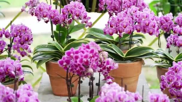 Phalaenopsis Orchids Flowers Bloom Spring Lunar New Year 2021 Adorn — Stock Video