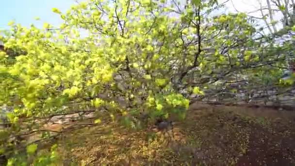 Квіти Абрикосових Дерев Цвітуть Раннім Сонцем Сільській Місцевості Гігантське Дерево — стокове відео