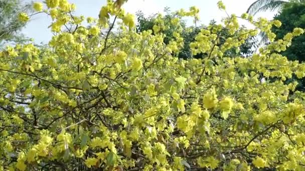 田舎で早咲きのアプリコットの木の花 これは5メートル以上の天蓋を持つ巨大な木で ベトナムの象徴的な旧正月です — ストック動画