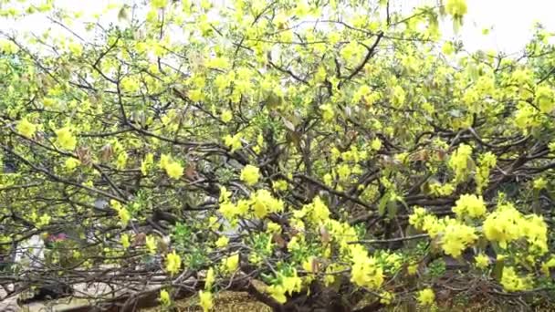 田舎で早咲きのアプリコットの木の花 これは5メートル以上の天蓋を持つ巨大な木で ベトナムの象徴的な旧正月です — ストック動画