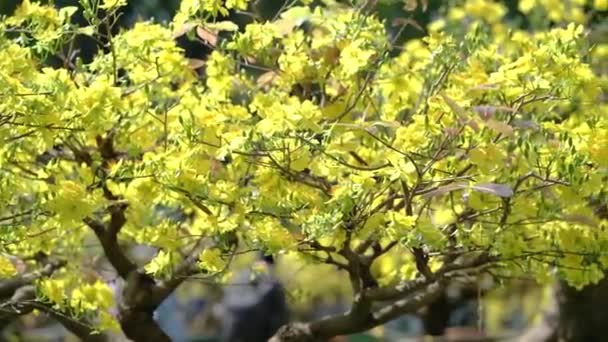 Aprikosenbonsaibaum Mit Gelb Blühenden Zweigen Die Sich Wölben Schaffen Eine — Stockvideo