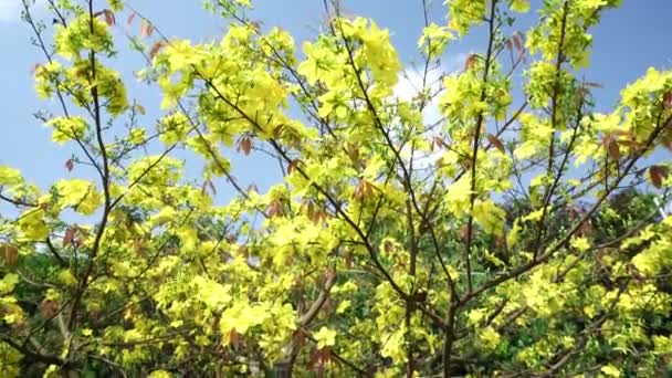 Flores Albaricoque Amarillo Ramas Florecientes Pétalos Fragantes Señalización Primavera Llegado — Vídeos de Stock