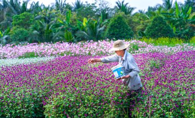 Tien Giang, Vietnam - 25 Şubat 2018: Çiftçiler Dünya Amaranth çiçek tarlasını gübreleyerek turistleri Tien Giang, Vietnam 'daki Ay Yeni Yılı' na davet ediyorlar.