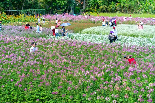 Tien Giang Vietnam Února 2018 Zahradní Květiny Ekologie Mnoha Květy — Stock fotografie