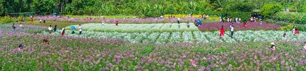 Tien Giang Vietnam Febrero 2018 Ecología Flores Jardín Con Muchas —  Fotos de Stock