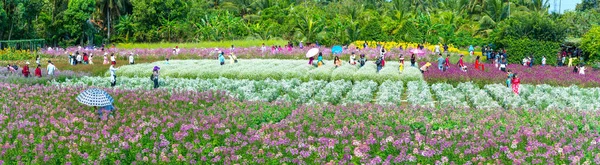 Tien Giang Vietnam Febbraio 2018 Giardino Fiori Ecologia Con Molti — Foto Stock