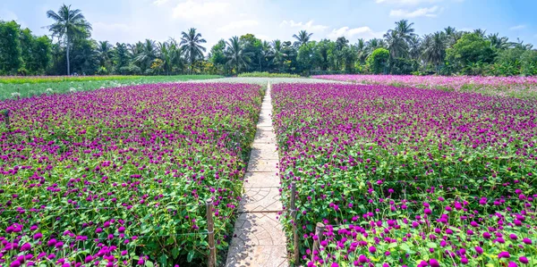 紫の球アマランスの花畑はエコツーリズムエリアに咲きます 人々の生活空間のためのクールな風景を作成する方法を飾るために使用されます — ストック写真