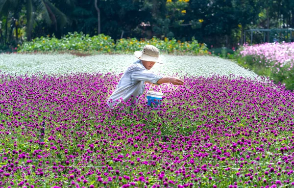 Tien Giang Wietnam Lutego 2018 Rolnicy Nawożą Pole Kwiatowe Globe — Zdjęcie stockowe