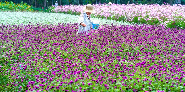 Tien Giang Vietnam Février 2018 Les Agriculteurs Fertilisent Champ Fleurs — Photo