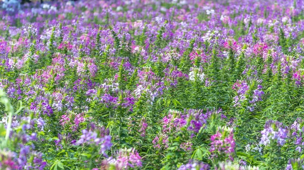 Pole Kwiatów Cleome Spinosa Świetnie Kwitnie Obszarze Ekoturystyki Kwiaty Służą — Zdjęcie stockowe