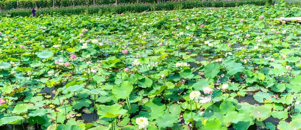 Lotusfält Blommar Ett Ekoturismområde Den Fridfulla Landsbygden Västra Vietnam — Stockfoto