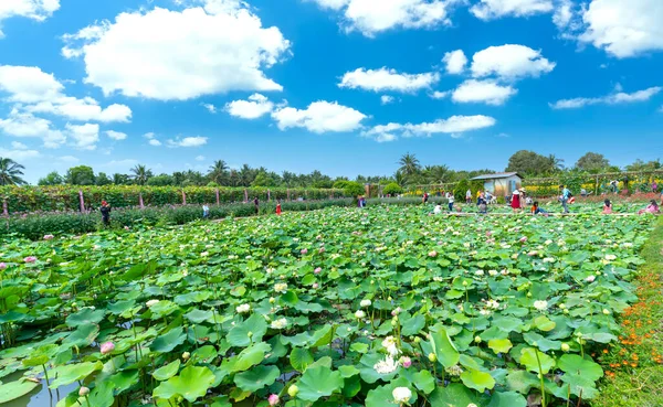 Lotusfält Blommar Ett Ekoturismområde Den Fridfulla Landsbygden Västra Vietnam — Stockfoto