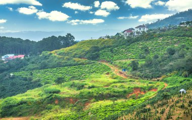 Güzel yeşil çay plantasyon