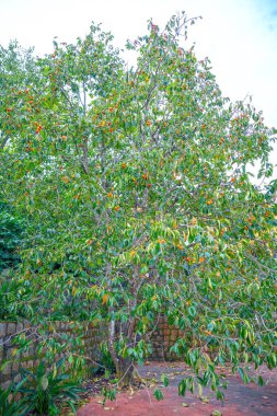 Yeşil yapraklı kırmızı elma ağacı