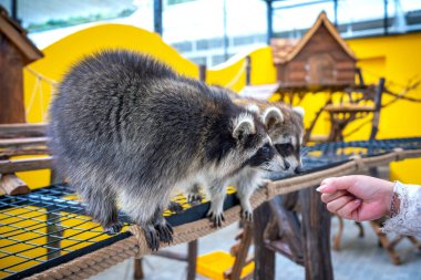 Hayvanat bahçesinde küçük kahverengi kedisi olan bir kız..