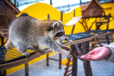 Küçük bir kız kafeste bir maymunla oynuyor.