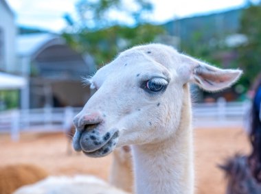 Hayvanat bahçesindeki güzel beyaz bir lamanın yakın plan fotoğrafı.