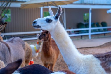 Yakın plan - hayvanat bahçesindeki bir kafeste uzun yeleli ve mavi gözlü beyaz bir lama portresi. yüksek kaliteli fotoğraf