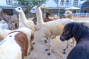 Hayvanat bahçesinde bir grup deve.