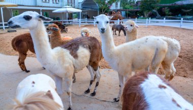 Hayvanat bahçesindeki şirin beyaz bir koyunun yakın plan fotoğrafı.