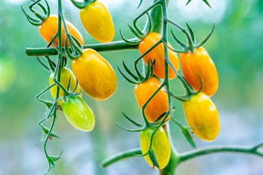 Sarı kirazlı domates.