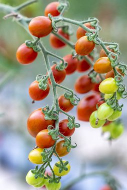 büyüyen serada domates.