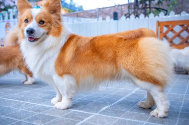Yürürken köpek çiftleşmesi Corgi Pembroke