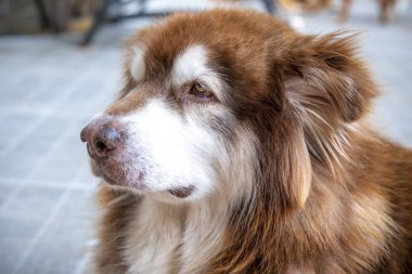 kırmızı köpek portre kadar yakın.