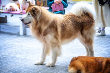 Parktaki bir köpeğin portresi.