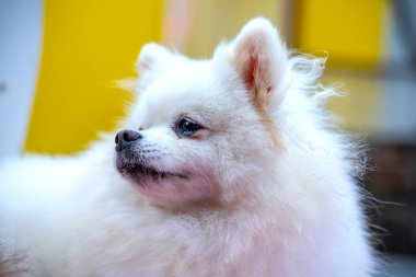 Parktaki sevimli Pomeranian köpeği