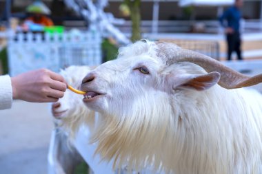 Bir keçi keçinin etini yer.