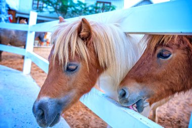 Çiftlikteki bir otlakta atlar