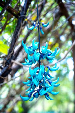 mavi ve yeşil renkli çiçekler, bitki örtüsü ve doğa konsepti