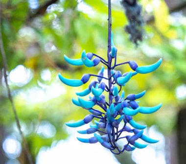 Bahçedeki mavi çiçek