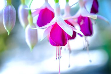 Pembe çiçekler yakın görünüm