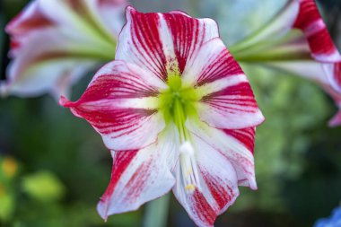 Bahçedeki güzel kırmızı çiçek