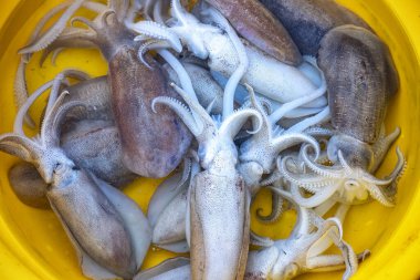 Buzda pişirmek için çiğ ahtapot.