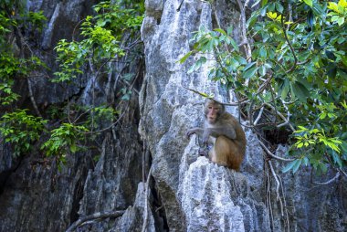 Kayadaki maymun