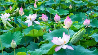 Bahçedeki nilüfer çiçeği