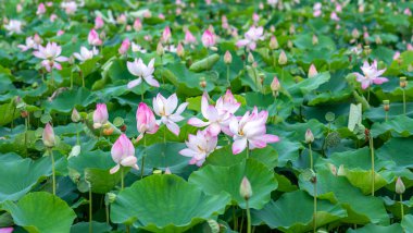 Bahçedeki güzel nilüfer çiçeği