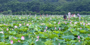 Gölette güzel nilüfer çiçeği