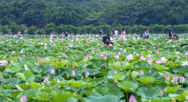 Bahçedeki pembe nilüfer çiçeği