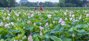 Gölette açan nilüfer çiçeklerinin manzarası