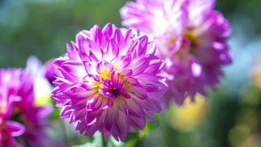 Bahçedeki güzel çiçekler