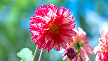 Bahçede yıldız çiçeği